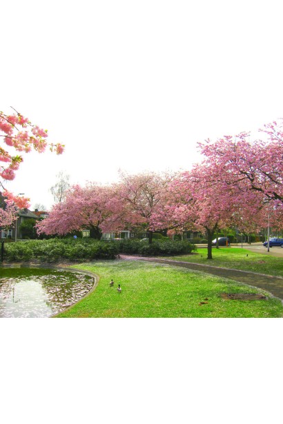 Prunus serrulata Kanzan – ідеальний вибір для саду