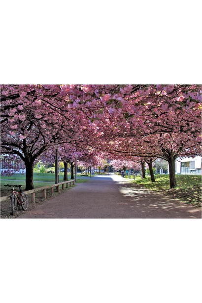 Сакура Канзан на штамбі 