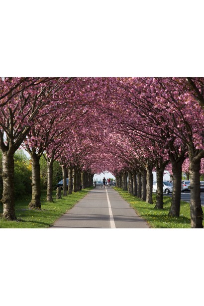 Prunus Kanzan on shtambe – ідеальна для алей