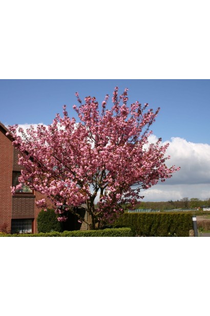 Prunus serrulata Kanzan on shtambe – рожевий акцент весни