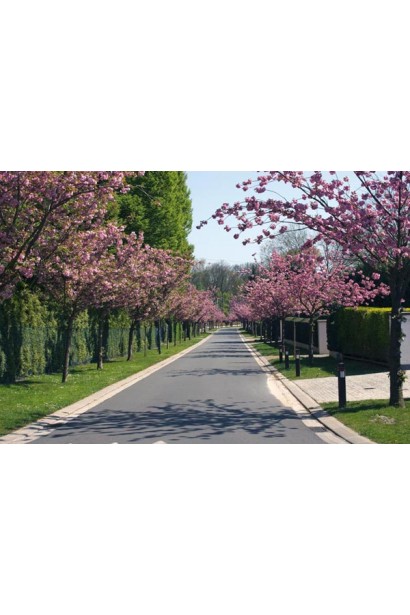 Сакура Канзан на штамбі – прикраса весняного пейзажу