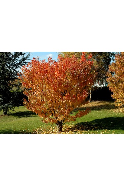 Сакура Канзан на штамбі – гармонія краси та компактності