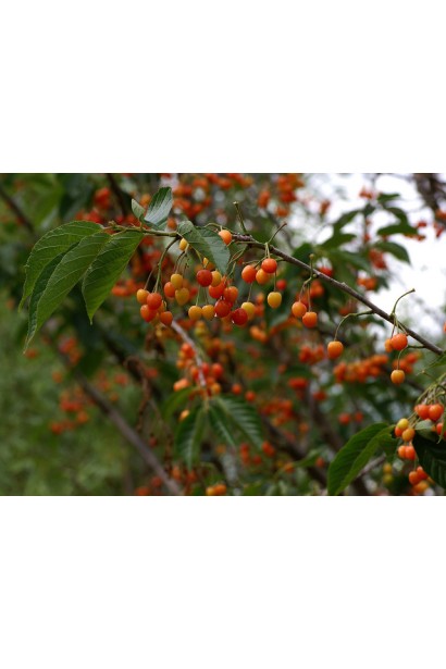 Prunus serrulata Kanzan on shtambe