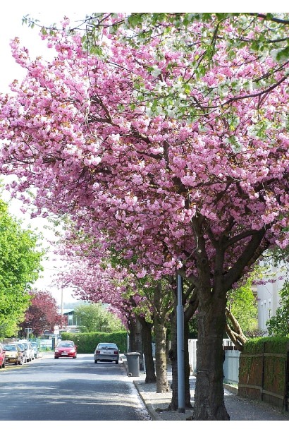 Prunus Kanzan on shtambe – витончена краса весни