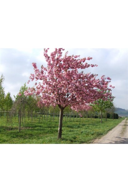 Сакура дрібнопильчаста Канзан – пишна крона на штамбі