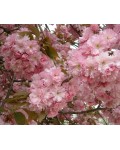 Сакура мелкопильчатая Канзан на штамбе | Сакура дрібнопильчаста Канзан на штамбі | Prunus serrulata Kanzan on shtambe