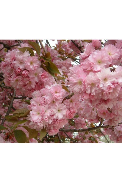 Сакура Канзан на штамбі – густо махрові квіти