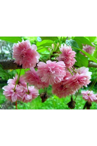 Квіти Сакури дрібнопильчастої Канзан