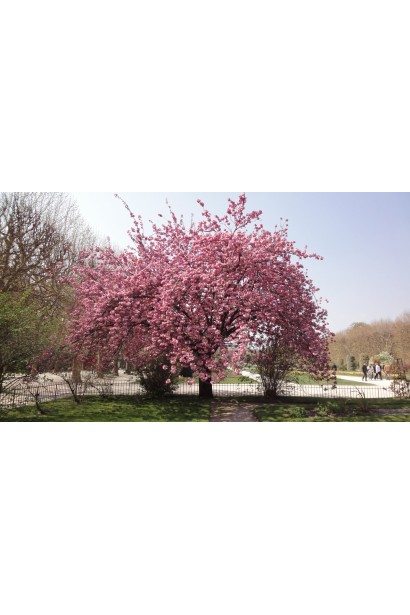 Сакура дрібнопильчаста Канзан на штамбі – рясне цвітіння