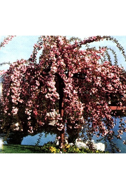 Prunus Kiku-shidare on shtambe – пишний рожевий водоспад