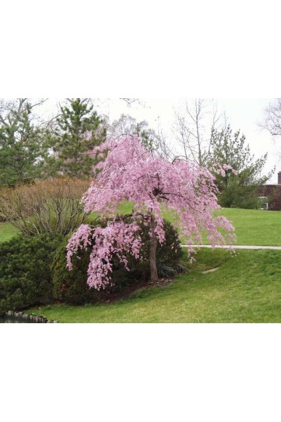 Prunus serrulata Kiku-shidare-zakura – яскравий весняний акцент