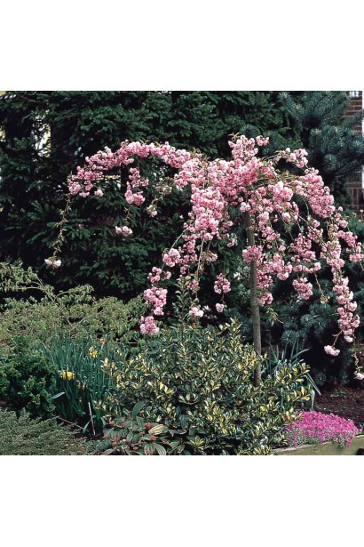 Сакура Кіку-Шідаре на штамбі – витончена плакуча форма