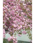 Сакура дрібнопильчаста Кіку-Шідаре на штамбі | Сакура мелкопильчатая Кику-Шидаре на штамбе | Prunus serrulata Kiku-shidare-zakura on shtambe