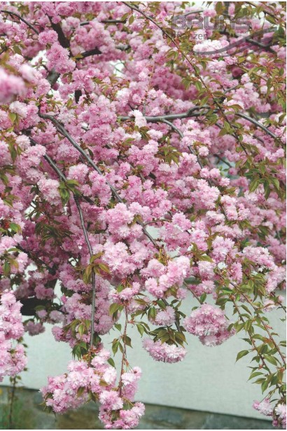 Prunus Kiku-shidare on shtambe – ніжна весняна краса
