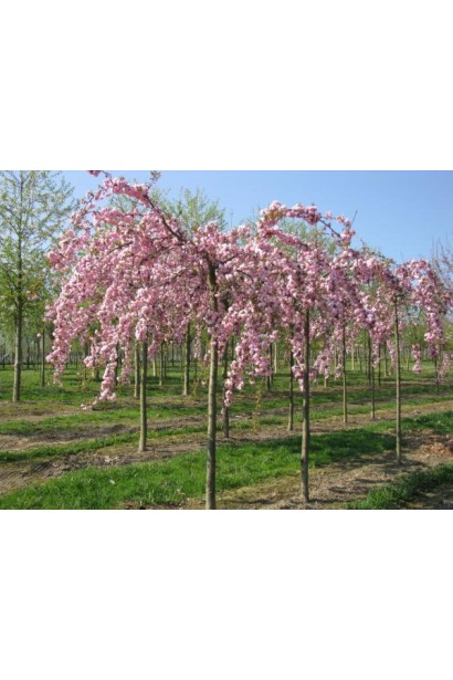 Prunus Kiku-shidare – плакуча форма рожевої краси
