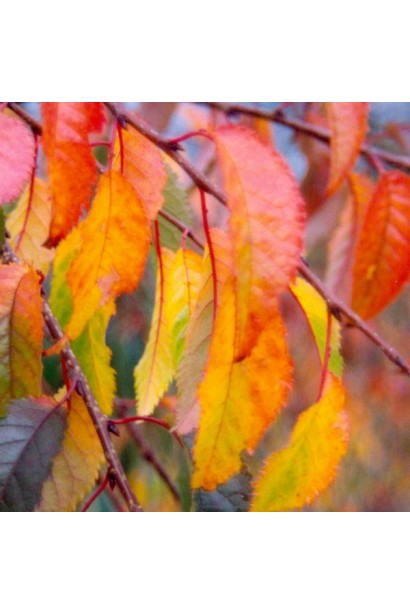 Листя Сакура Кіку-Шідаре