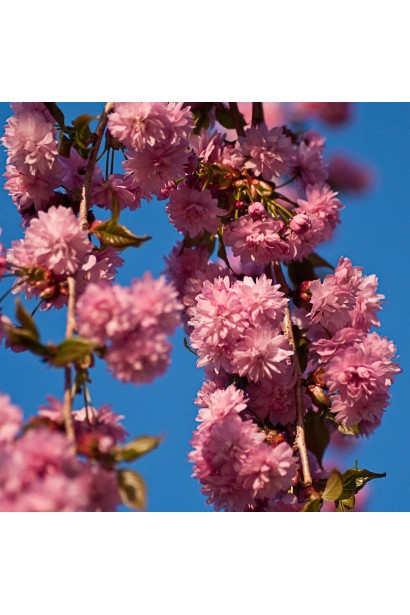 Сакура дрібнопильчаста Кіку-Шідаре на штамбі – каскад рожевих квітів