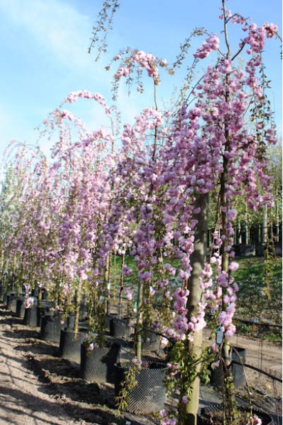 Сакура Кіку-Шідаре – розлогі гілки з махровими квітами