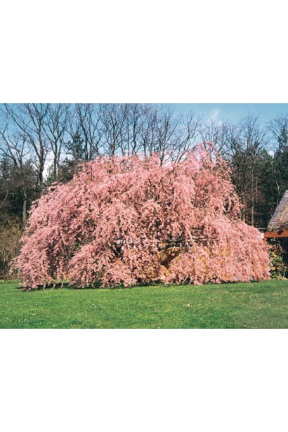 Сакура Кіку-Шідаре на штамбі – елегантний вибір для пейзажу