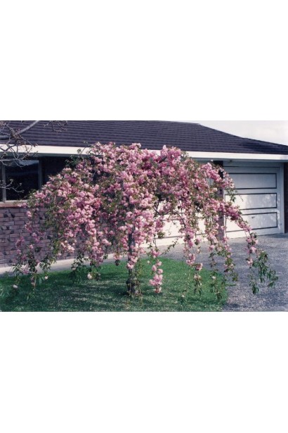 Prunus serrulata Kiku-shidare – акцент садового дизайну