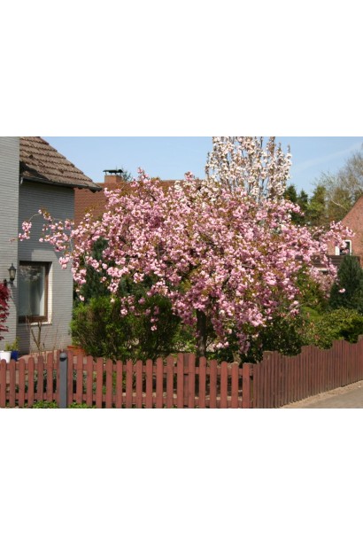 Сакура Кіку-Шідаре – граціозне дерево для саду