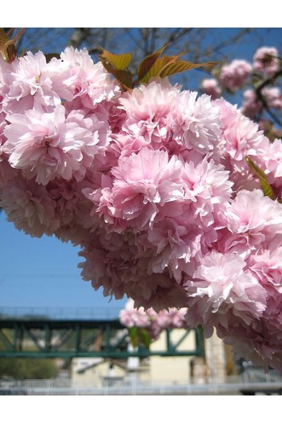 Сакура Кіку-Шідаре на штамбі – ніжність у кожній пелюстці