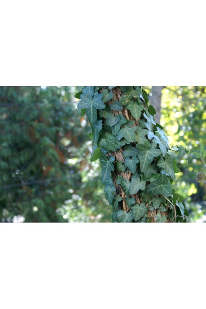 Плющ обыкновенный