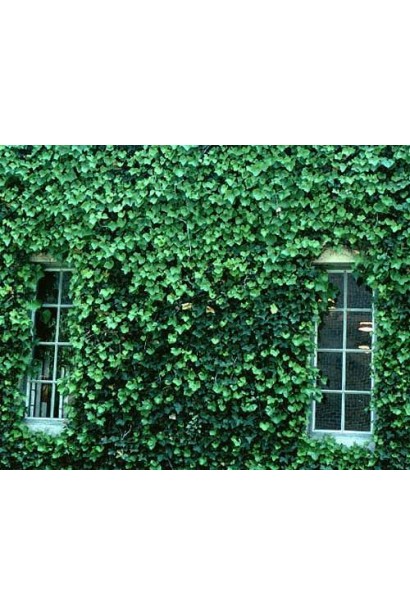 Плотные блестящие листья плюща обыкновенного украшают беседки и стены.