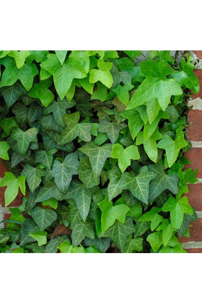 Плющ обычный создает плотный зелёный покров на стенах и грунте.