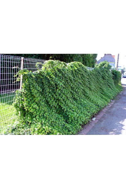 Плотные блестящие листья плюща обыкновенного украшают беседки и стены.