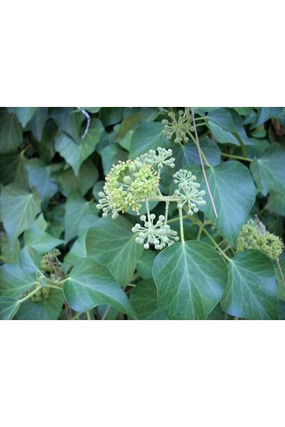 Листья плюща обыкновенного остаются декоративными в течение года.