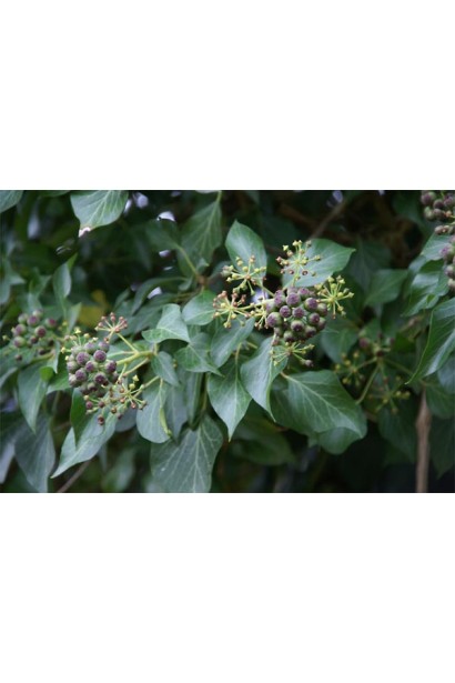 Темно-зеленые листья плюща добавляют текстуры в садовые композиции.