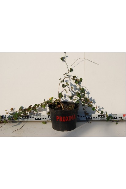 Плющ обычный в ландшафте: идеален для вертикального озеленения.