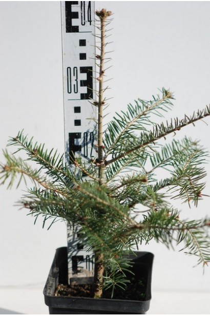 Ялиця біла - 3л/вис.30-40см/Ø20-25см