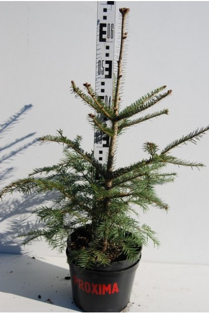 Ялиця біла в контейнері