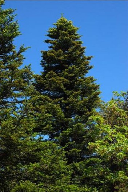 Ялиця біла | Пихта белая | Abies alba