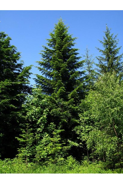 Доросла ялиця біла: високе дерево з розлогою кроною і міцним стовбуром.