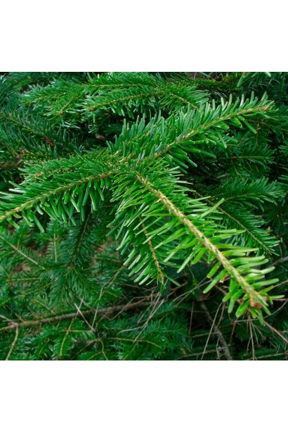 Хвоя ялиці білої: м’яка, довговічна і приємно пахне.