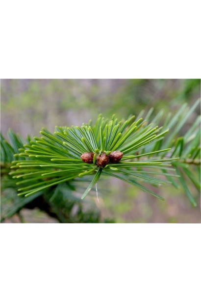 Abies alba