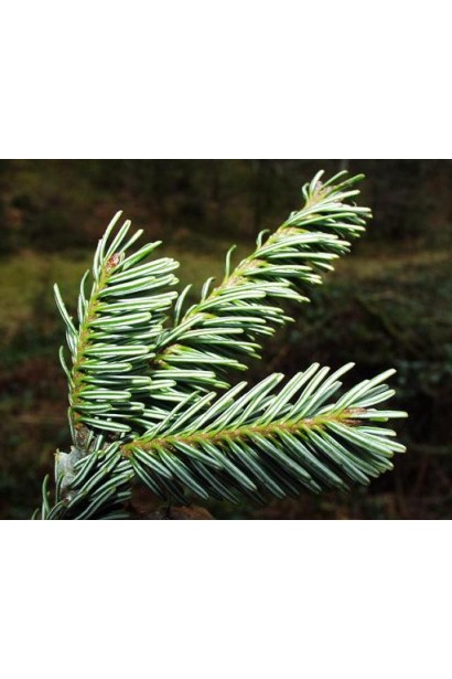 Хвоя ялиці білої: м’яка, насиченого зеленого кольору з характерним блиском.