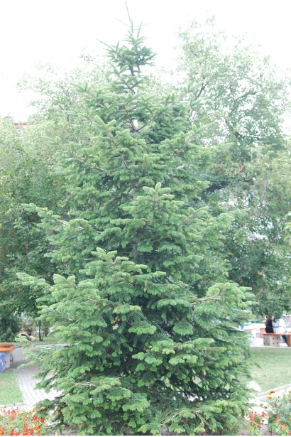 Ялиця біла: величне хвойне дерево з густою кроною та декоративними шишками.