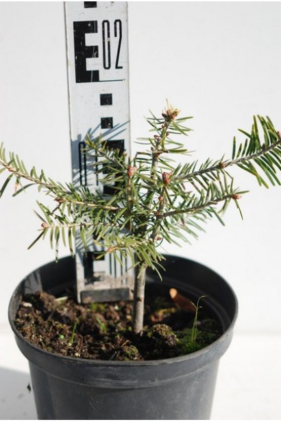 Ялиця біла - 3л/вис.15-20см/Ø15-20см