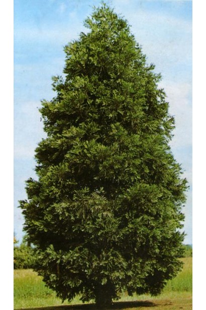 Кедр річковий каліфорнійський