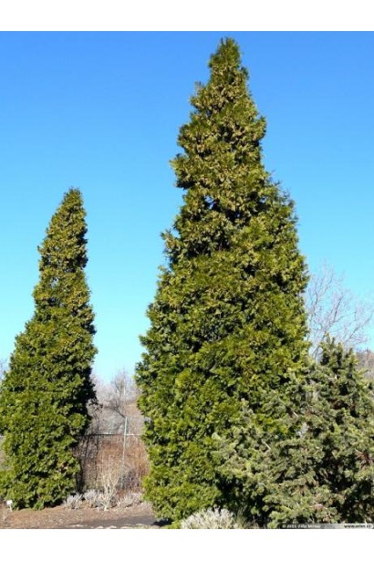 Лібоцедрус збіжистий 