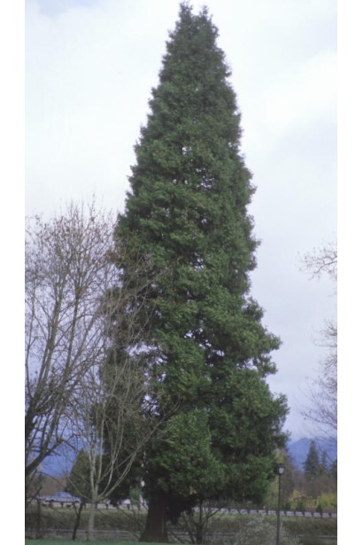 Лібоцедрус збіжистий / Кедр річковий