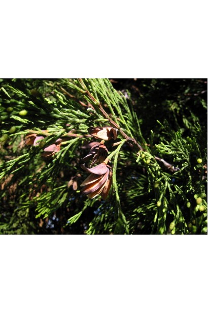 Лібоцедрус збіжистий шишки