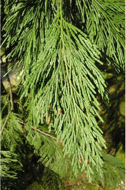 Calocedrus decurrens