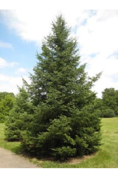 Ялиця бальзамічна: величне вічнозелене дерево з декоративними шишками.