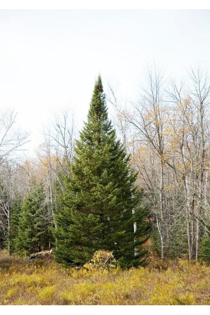 Abies balsamea: компактна крона і насичений зелений колір хвої.