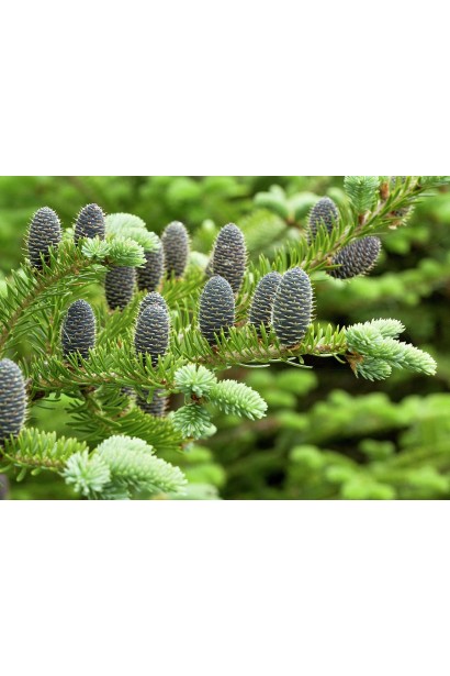 Шишки ялиці бальзамічної: вертикальні, насиченого коричневого кольору з фіолетовим відтінком.